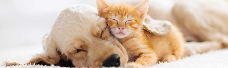 Animaux